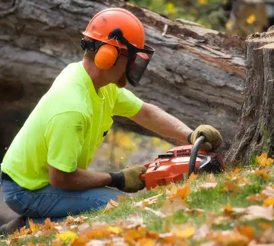 tree services Clay City